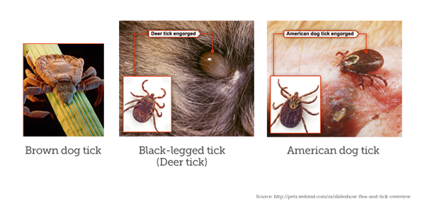 how do you know if your dog has ticks or fleas