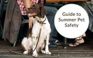 Safety Tips for Your Dog in the Summer and Preventing Heat-related Illness and Injuries